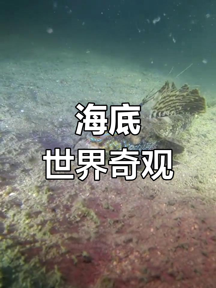 星空体育网站安全-国际水下摄影大赛，探索海底奇观的简单介绍